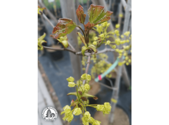 Acer platanoides   'Tharandt'